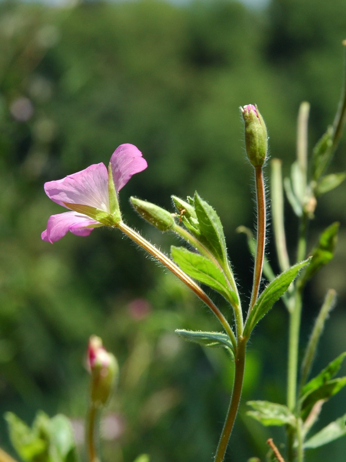 Epilobium hirsutum